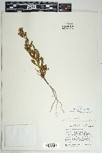 Phacelia crenulata image