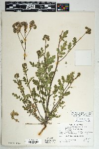 Phacelia crenulata image