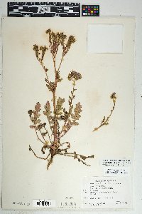 Phacelia crenulata image