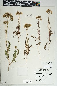 Phacelia crenulata var. ambigua image