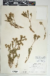 Phacelia crenulata image