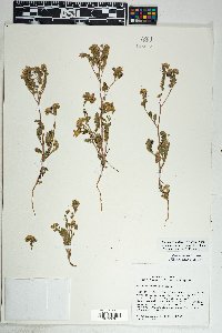 Phacelia crenulata image