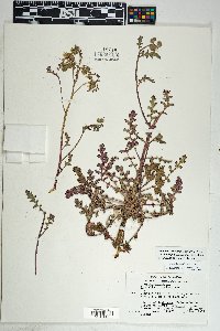 Phacelia crenulata image