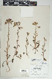 Phacelia crenulata image