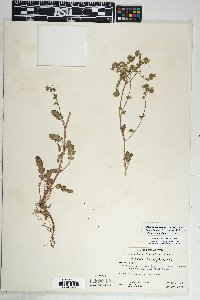 Phacelia crenulata var. ambigua image