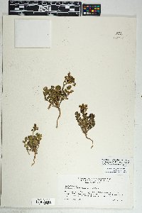 Phacelia crenulata image