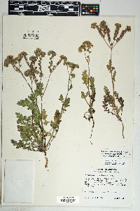 Phacelia crenulata image