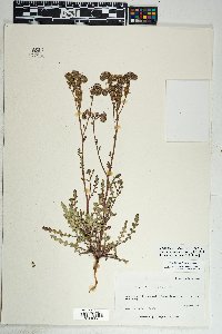 Phacelia crenulata image