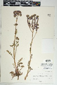 Phacelia crenulata var. ambigua image