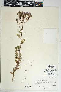 Phacelia crenulata image