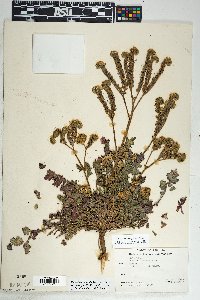 Phacelia crenulata image