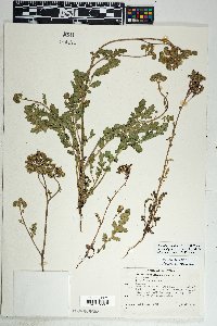 Phacelia crenulata var. ambigua image