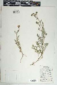 Phacelia distans image