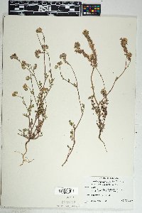 Phacelia distans image