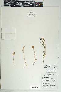 Phacelia crenulata var. ambigua image