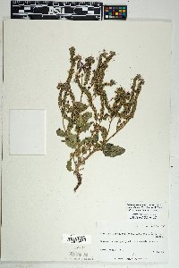 Phacelia crenulata image