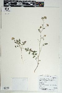 Phacelia crenulata image