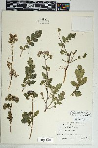 Phacelia crenulata image