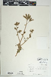 Phacelia crenulata var. ambigua image