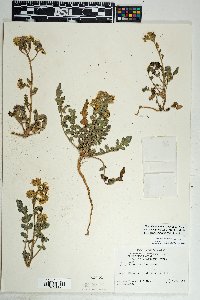 Phacelia crenulata image