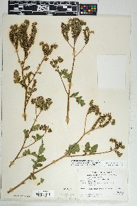 Phacelia crenulata var. ambigua image