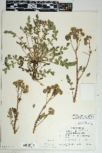 Phacelia crenulata image