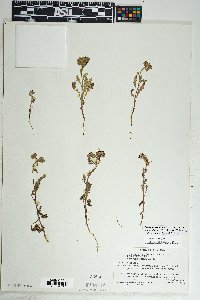 Phacelia crenulata image