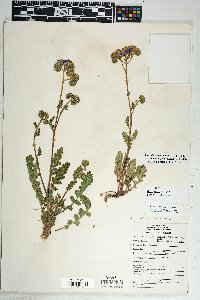 Phacelia crenulata image