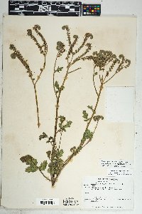 Phacelia crenulata image