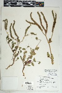 Phacelia crenulata var. ambigua image