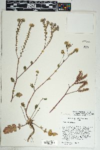 Phacelia crenulata image