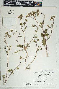 Phacelia crenulata image