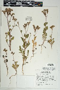 Phacelia crenulata image