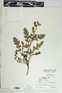 Phacelia crenulata image