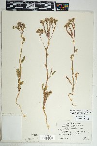 Phacelia crenulata var. ambigua image