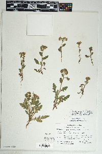 Phacelia crenulata image