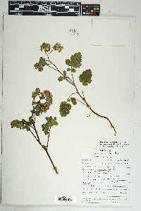 Phacelia crenulata image