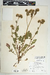 Phacelia crenulata image