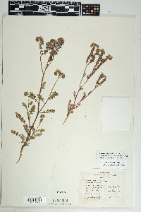 Phacelia crenulata var. ambigua image