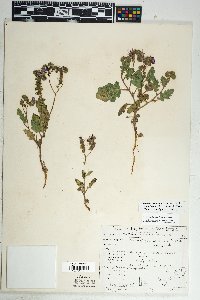 Phacelia crenulata var. ambigua image