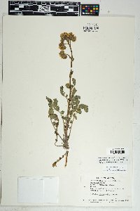 Phacelia crenulata image