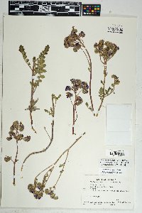 Phacelia crenulata var. ambigua image