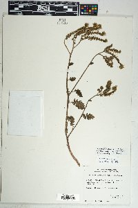 Phacelia crenulata image