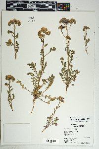 Phacelia crenulata image