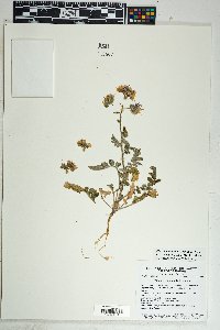 Phacelia crenulata var. ambigua image