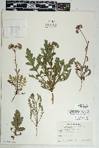 Phacelia crenulata image