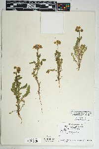 Phacelia crenulata var. ambigua image