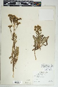 Phacelia crenulata var. ambigua image