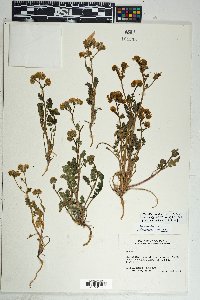 Phacelia crenulata var. ambigua image