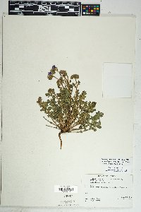 Phacelia crenulata image